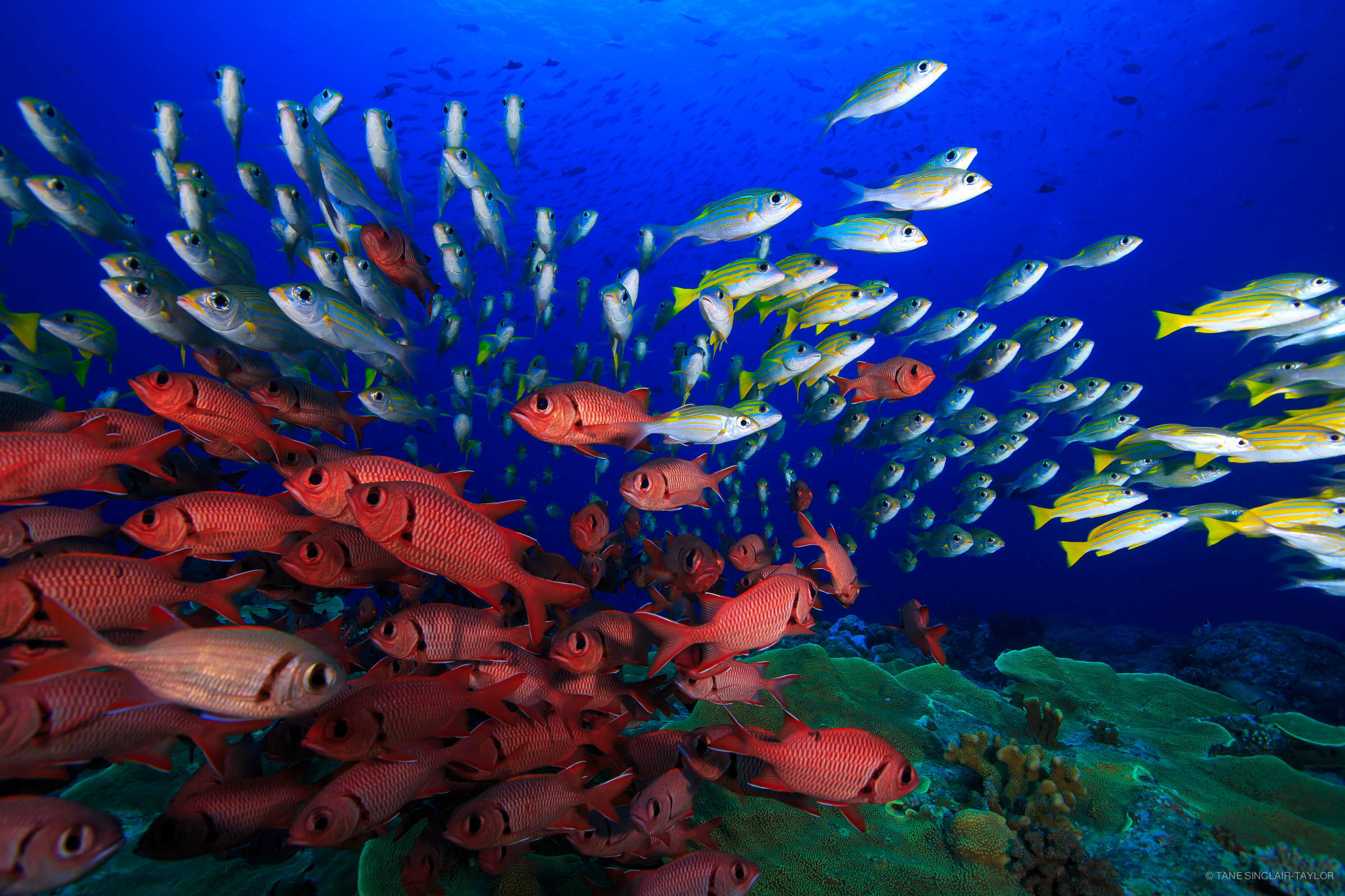 彩色繽紛的魚在健康的珊瑚礁上，背景是明亮的藍色海水。
