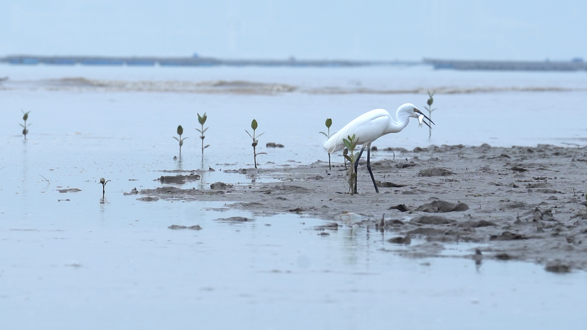 The mudflats of Hong Kong are an important habitat for a large variety of wildlife. 