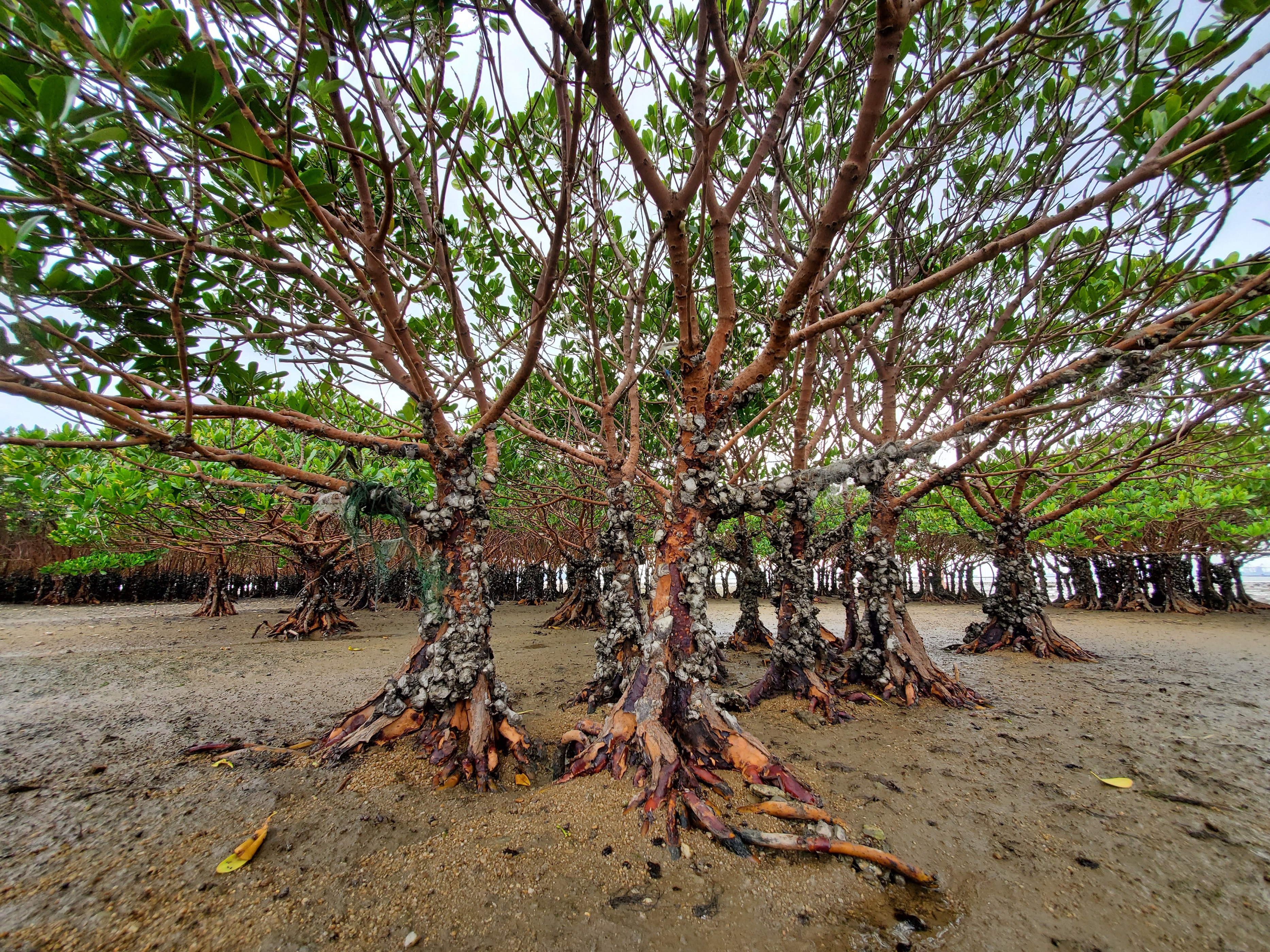 A mangrove forest at low tide in Pak Nai, Hong Kong.